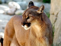 cougar-big-cat-photos-gameznet-00066