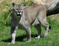 cougar-big-cat-photos-gameznet-00099