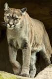 cougar-big-cat-photos-gameznet-00100