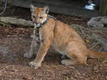 cougar-big-cat-photos-gameznet-00102