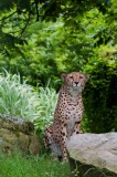 leoapard-big-cat-photos-gameznet-00002