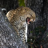 leopard-big-cat-photos-gameznet-00017