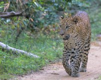leopard-big-cat-photos-gameznet-00026