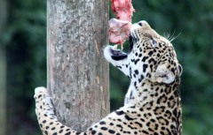 leopard-big-cat-photos-gameznet-00040