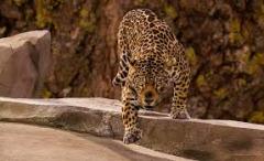 leopard-big-cat-photos-gameznet-00043