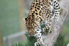 leopard-big-cat-photos-gameznet-00047
