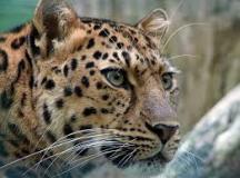leopard-big-cat-photos-gameznet-00048