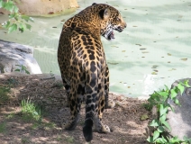 leopard-big-cat-photos-gameznet-00049