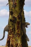 leopard tree