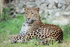 leopard-big-cat-photos-gameznet-00052