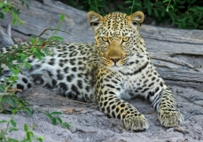 leopard-big-cat-photos-gameznet-00054