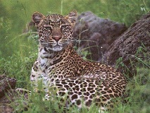 leopard-big-cat-photos-gameznet-00056