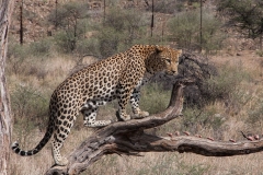 leopard-big-cat-photos-gameznet-00072