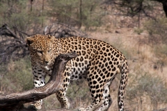 leopard-big-cat-photos-gameznet-00073