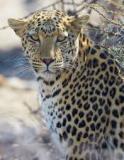 leopard-big-cat-photos-gameznet-00104
