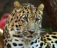 leopard-big-cat-photos-gameznet-00106