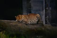 leopard-big-cat-photos-gameznet-00108