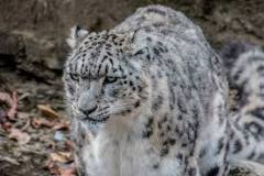 leopard-big-cat-photos-gameznet-00111