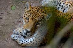 leopard-big-cat-photos-gameznet-00112