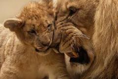 lion-and-cub-big-cat-photos-gameznet-00115