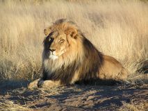 lion-big-cat-photos-gameznet-00005