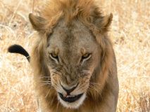 lion-big-cat-photos-gameznet-00009