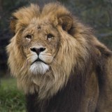 lion-big-cat-photos-gameznet-00013