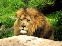 lion-big-cat-photos-gameznet-00014