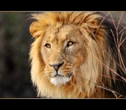 lion-big-cat-photos-gameznet-00015