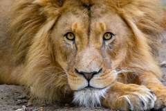 lion-big-cat-photos-gameznet-00024