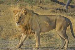lion-big-cat-photos-gameznet-00032