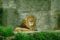 lion at the zoo