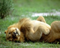 lion-big-cat-photos-gameznet-00058