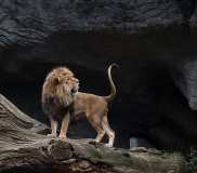 lion-big-cat-photos-gameznet-00059