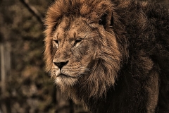 lion-big-cat-photos-gameznet-00060