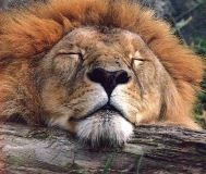 sleeping lion