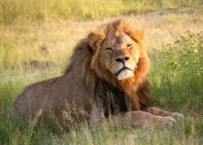 lion-big-cat-photos-gameznet-00081