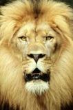 lion-big-cat-photos-gameznet-00083