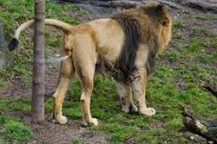 lion-big-cat-photos-gameznet-00084