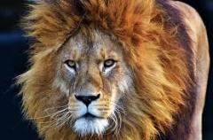 lion-big-cat-photos-gameznet-00086
