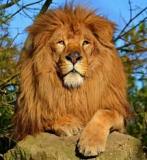 lion-big-cat-photos-gameznet-00116
