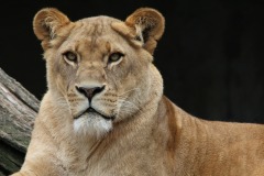 liones-big-cat-photos-gameznet-00035