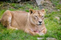 lioness-big-cat-photos-gameznet-00044