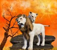 lions-big-cat-photos-gameznet-00046