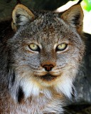 lynx-big-cat-photos-gameznet-00036