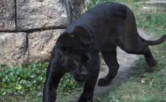 panther-big-cat-photos-gameznet-00016