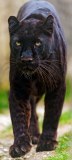 panther-big-cat-photos-gameznet-00019