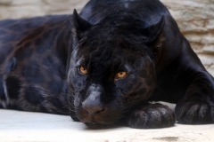 panther-big-cat-photos-gameznet-00034