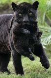 panther-big-cat-photos-gameznet-00063