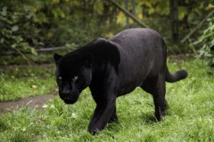 panther-big-cat-photos-gameznet-00064